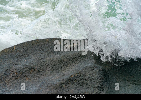 Granchio di mare su una roccia con onda in arrivo alle Seychelles Foto Stock