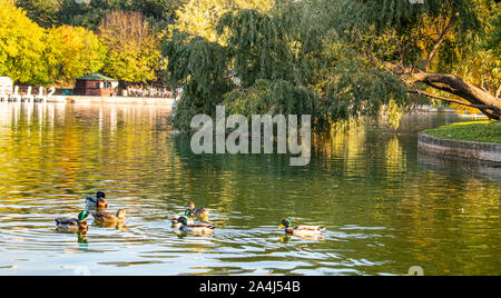 Vista di un grande lago circondato da splendidi alberi colorati nel mezzo di un parco della città, su una bella serata autunnale. Foto Stock