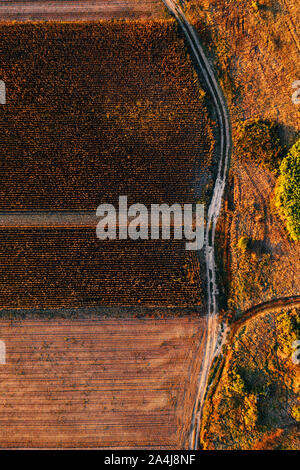 Vista aerea di strada sterrata attraverso campi coltivati da fuco pov, vista dall'alto Foto Stock