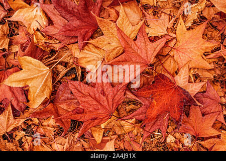 Multicolore di acero giapponese autunnale di foglie secche sul terreno come un composto organico di consistenza naturale pattern Foto Stock