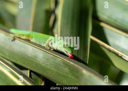 Polvere d oro gecko leccare una foglia dettaglio Foto Stock