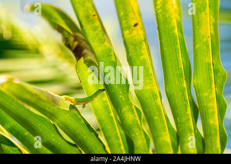 Polvere d oro gecko leccare una foglia dettaglio Foto Stock