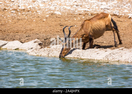 Red hartebeest (Alcelaphus caama) è bere a waterhole, Etosha, Namibia, Africa Foto Stock