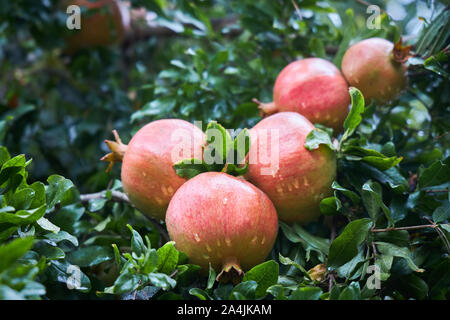 Melograni maturi coperti con gocce di pioggia crescere su un ramo. Foto Stock