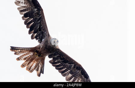 I falconieri ricerca Foto Stock