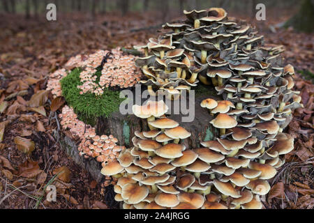 Velenoso ciuffo di zolfo di funghi che crescono su un marciume ceppo di albero nei Paesi Bassi Foto Stock