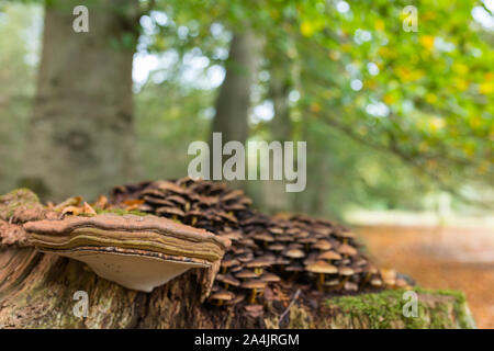 Tinder e funghi velenosi ciuffo di zolfo di funghi che crescono su un marciume tronco di albero in Paesi Bassi Foto Stock