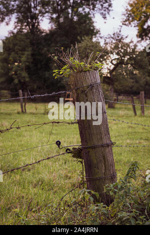 Antica recinzione con filo spinato Foto Stock