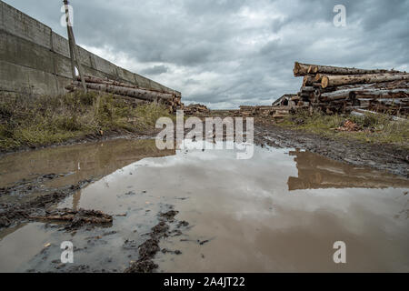 Molti softwood logs giacciono lungo la strada nel fango e pozzanghere su un nuvoloso pomeriggio rientrano in una vecchia segheria abbandonata. In fondo è un cielo nuvoloso wit Foto Stock