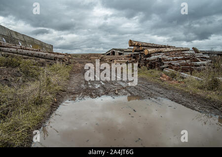 Molti softwood logs giacciono lungo la strada nel fango e pozzanghere su un nuvoloso pomeriggio rientrano in una vecchia segheria abbandonata. In fondo è un cielo nuvoloso wit Foto Stock