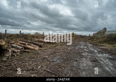 Molti softwood logs giacciono lungo la strada nel fango e pozzanghere su un nuvoloso pomeriggio rientrano in una vecchia segheria abbandonata. In fondo è un cielo nuvoloso wit Foto Stock