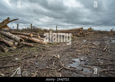 Molti softwood logs giacciono lungo la strada nel fango e pozzanghere su un nuvoloso pomeriggio rientrano in una vecchia segheria abbandonata. In fondo è un cielo nuvoloso wit Foto Stock