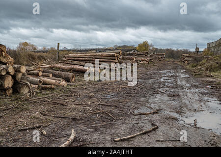 Molti softwood logs giacciono lungo la strada nel fango e pozzanghere su un nuvoloso pomeriggio rientrano in una vecchia segheria abbandonata. In fondo è un cielo nuvoloso wit Foto Stock