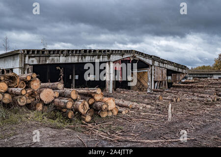 Molti softwood logs giacciono lungo la strada nel fango e pozzanghere su un nuvoloso pomeriggio rientrano in una vecchia segheria abbandonata. In fondo è un cielo nuvoloso wit Foto Stock