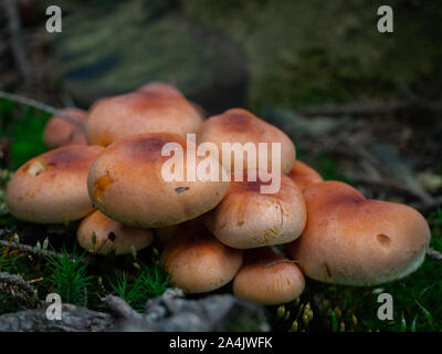 Gruppo di armillaria sul suolo della foresta Foto Stock