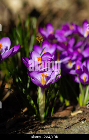 Bellissimi fiori in un giardino di primavera Foto Stock