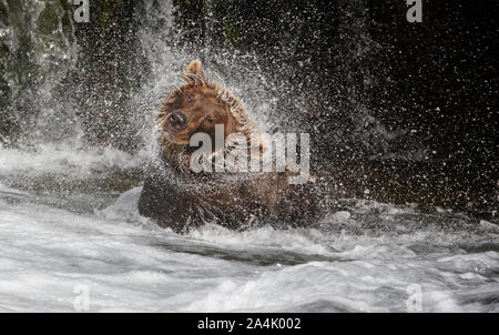 Orso grizzly (Ursus arctos) agitando il suo corpo. Brooks caduta, Alaska Foto Stock