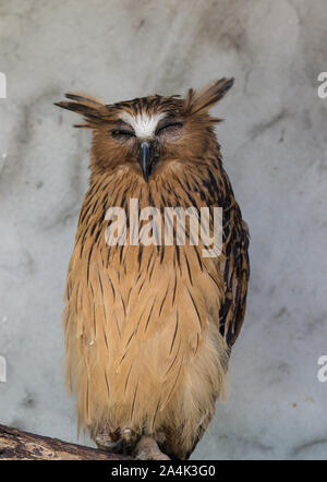 Ritratto di angry spaventati buffy pesce civetta, Ketupa ketupu, noto anche come il pesce Malay owl, risvegliare e disturbato dal suono strano e baluginare giallo Foto Stock