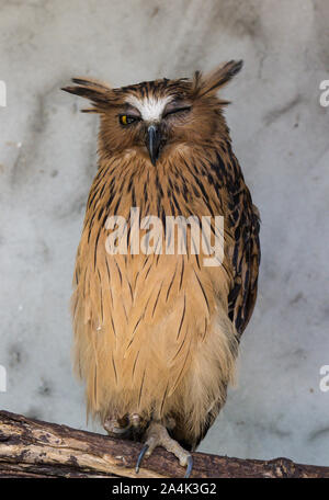 Ritratto di angry spaventati buffy pesce civetta, Ketupa ketupu, noto anche come il pesce Malay owl, risvegliare e disturbato dal suono strano e baluginare giallo Foto Stock
