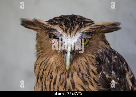 Ritratto di angry spaventati buffy pesce civetta, Ketupa ketupu, noto anche come il pesce Malay owl, risvegliare e disturbato dal suono strano e baluginare giallo Foto Stock