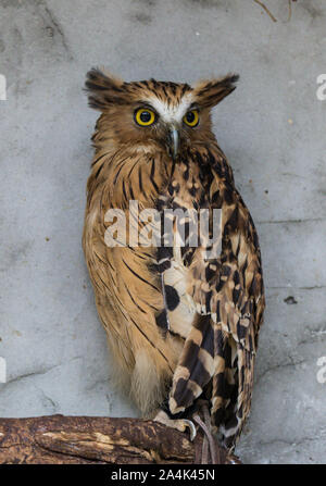 Ritratto di angry spaventati buffy pesce civetta, Ketupa ketupu, noto anche come il pesce Malay owl, risvegliare e disturbato dal suono strano e baluginare giallo Foto Stock