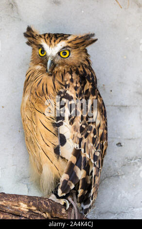 Ritratto di angry spaventati buffy pesce civetta, Ketupa ketupu, noto anche come il pesce Malay owl, risvegliare e disturbato dal suono strano e baluginare giallo Foto Stock