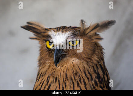 Ritratto di angry spaventati buffy pesce civetta, Ketupa ketupu, noto anche come il pesce Malay owl, risvegliare e disturbato dal suono strano e baluginare giallo Foto Stock