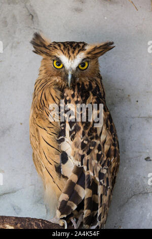 Ritratto di angry spaventati buffy pesce civetta, Ketupa ketupu, noto anche come il pesce Malay owl, risvegliare e disturbato dal suono strano e baluginare giallo Foto Stock