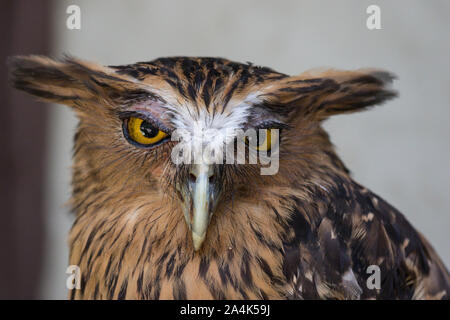Ritratto di angry spaventati buffy pesce civetta, Ketupa ketupu, noto anche come il pesce Malay owl, risvegliare e disturbato dal suono strano e baluginare giallo Foto Stock