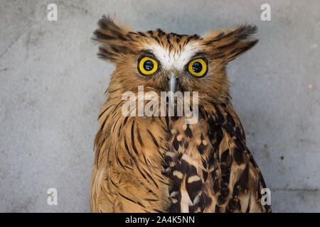 Ritratto di angry spaventati buffy pesce civetta, Ketupa ketupu, noto anche come il pesce Malay owl, risvegliare e disturbato dal suono strano e baluginare giallo Foto Stock