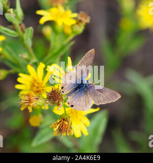 Il tardo autunno butterfly. Lampides boeticus ie Pea blu o lunga coda blu su fiori di Dittrichia viscosa aka fleabane appiccicosa. Profondità di campo ridotta. Foto Stock
