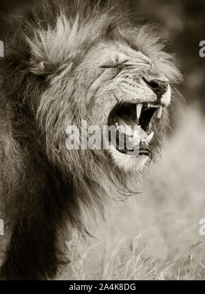 Close up di leone africano (Panthera leo), maschio adulto ruggente Foto Stock