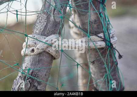 Nodi nei rami di legno Foto Stock