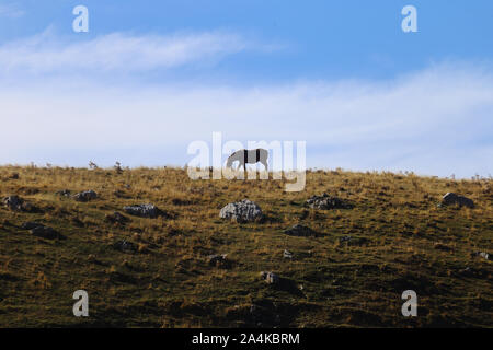 Parco nazionale d'Abruzzo, Lazio e Molise - un cavallo al pascolo Foto Stock