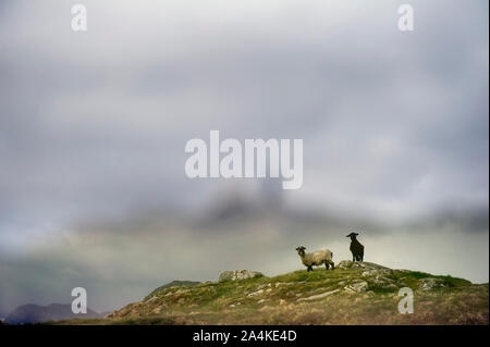 Due pecore sulla cima della montagna, Europa; Flekkefjord; idratazione; Nord Europa, Scandinavia, Norvegia, Landskapsbilder Foto Stock