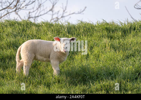 Un belati agnello sorge in erba sul pendio di una diga durante la primavera. Foto Stock