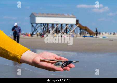 Seashell in mano del Mare del Nord in Germania Foto Stock