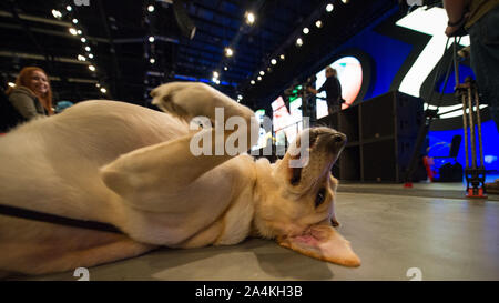 Aberdeen, Regno Unito. 15 ottobre, 2019. Aberdeen, 15 ottobre 2019. Nella foto: un cane guida, visto al Partito nazionale scozzese (SNP) Conferenza Nazionale, all'evento complesso Aberdeen(TECA). Credito: Colin Fisher/Alamy Live News Foto Stock