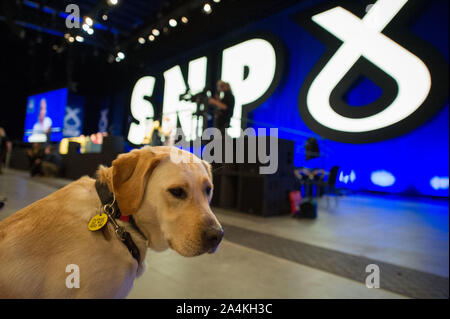 Aberdeen, Regno Unito. 15 ottobre, 2019. Aberdeen, 15 ottobre 2019. Nella foto: un cane guida, visto al Partito nazionale scozzese (SNP) Conferenza Nazionale, all'evento complesso Aberdeen(TECA). Credito: Colin Fisher/Alamy Live News Foto Stock