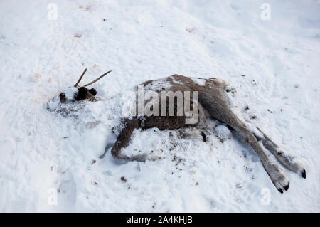 La renna è morto il Finnmarksvidda Foto Stock