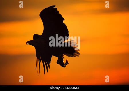 Silhouette di Golden Eagle Foto Stock