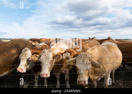 South Devon attraversa sui terreni agricoli a Holkham Eastate, North Norfolk, Regno Unito Foto Stock