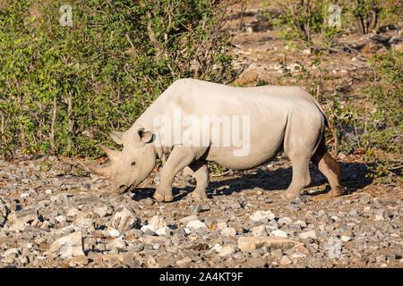 Rinoceronte bianco a piedi attraverso la steppa, Etosha, Namibia, Africa Foto Stock