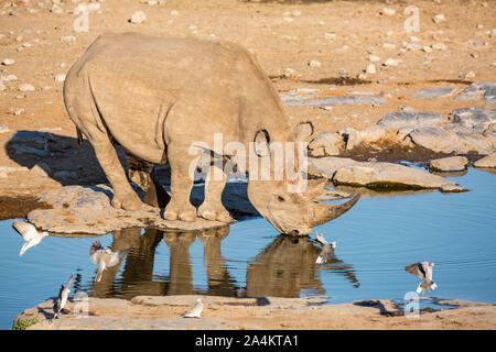 Rinoceronte bianco bull bere a waterhole, Etosha, Namibia, Africa Foto Stock