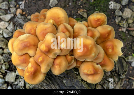 Chiodino (Armillaria gallica) su un ceppo di albero Foto Stock