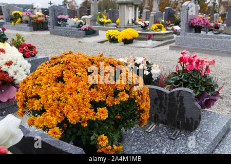 Piante di crisantemo sulle lapidi per il giorno di Tutti i Santi Foto Stock