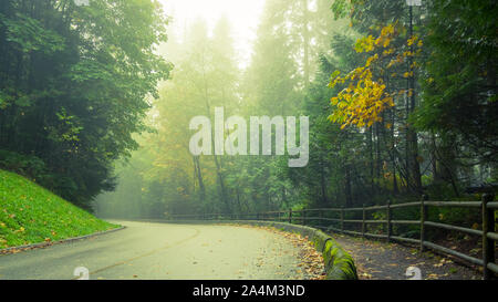 Una nebbia strada forestale (Capilano Park Road) nella foresta pluviale costiera nel fiume Capilano Parco Regionale in North Vancouver, British Columbia, Canada. Foto Stock