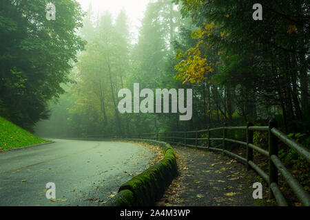 Una nebbia strada forestale (Capilano Park Road) nella foresta pluviale costiera nel fiume Capilano Parco Regionale in North Vancouver, British Columbia, Canada. Foto Stock