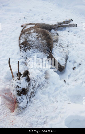 La renna è morto il Finnmarksvidda Foto Stock