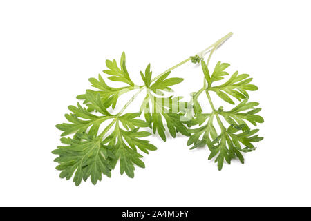 Artemisia absinthium ramo isolato su bianco Foto Stock